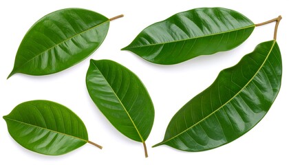 Obraz premium Fresh green leaves arranged on white background