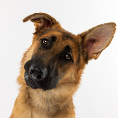 German Shepherd Head Tilt Close-Up