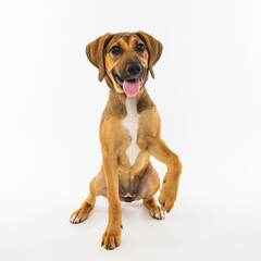 Playful Brown Dog Sitting and Lifting Paw