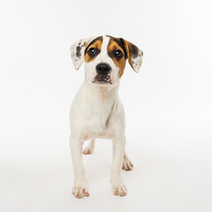 Small Puppy Standing on White Background