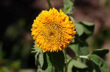 decorative flower sunflower close-up

