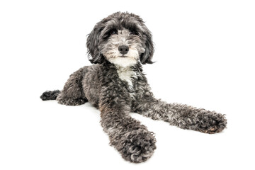 Fluffy Dog Lying Down on White Background
