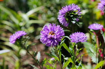 Obraz premium purple asters in the garden