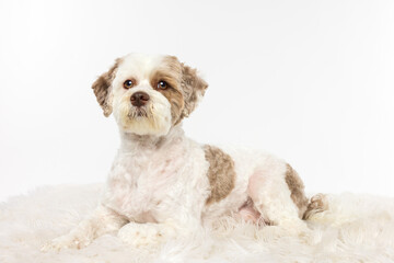 Small White and Brown Dog Lying on Rug