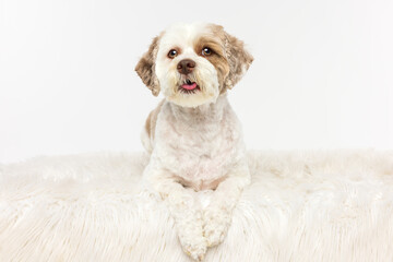 White and Brown Dog Lying on Rug