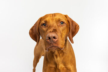 Vizsla Dog Looking Forward