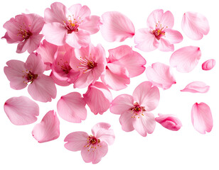 Cherry Blossom Petals Falling in Minimalist Style, isolated on transparent background.