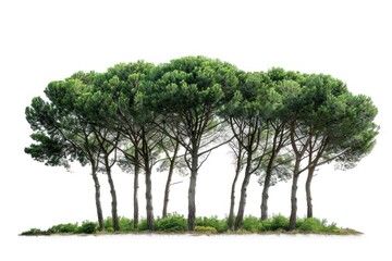 Fototapeta premium Group of pine trees vegetation sycamore conifer.