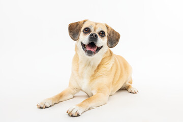 Small Tan Dog Lying Down and Smiling