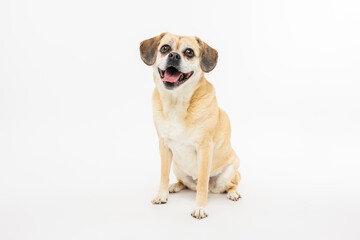 Happy Tan Dog Sitting on White Background