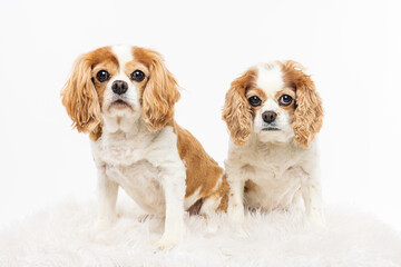 Cavalier King Charles Spaniels Sitting Together