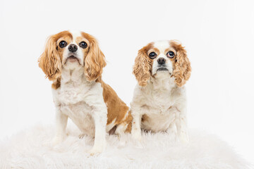 Pair of Cavalier King Charles Spaniels on White Rug
