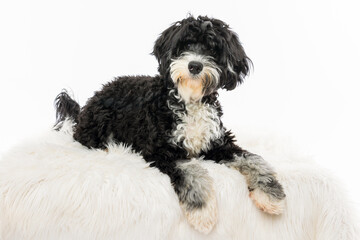 Relaxed Black and White Puppy on Fluffy Rug