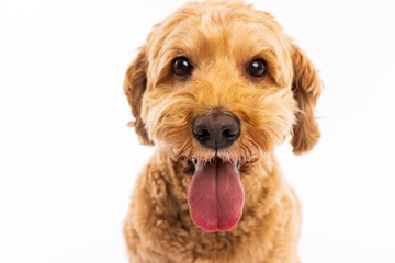 Happy Brown Dog with Tongue Out