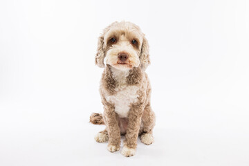 Adorable Brown and White Dog Sitting