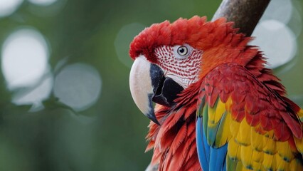 Fototapeta premium Vibrant parrot in nature