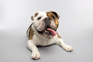 Bulldog Lying Down with Tongue Out