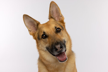 Fototapeta premium Happy German Shepherd Portrait