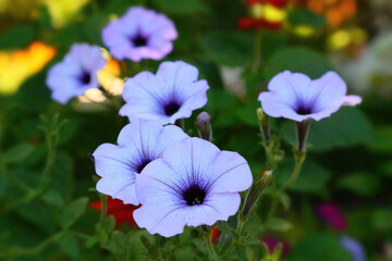 Flowers grow in the garden. Very beautiful petunia of a delicate lilac color.