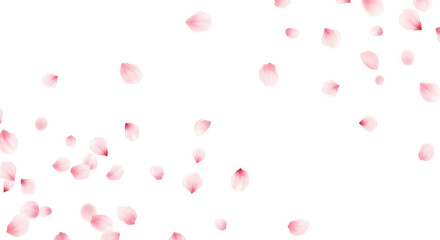 Falling pink cherry blossom petals isolated on transparent background