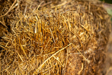 Golden Straw Bales Stacked Neatly in a Sunlit Rural Landscape During the Harvest Season
