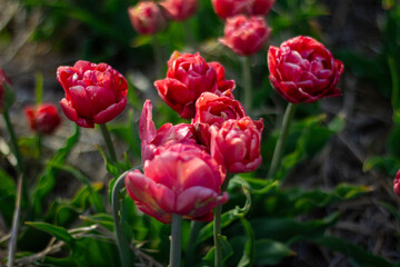 Fototapeta premium Vibrant Pink Tulips Bloom in a Serene Garden During Early Spring, Showcasing Nature's Artistry and Beauty
