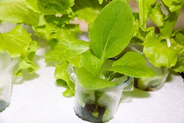 Hydroponic media with lettuce and spinach plants grown using used plastic drink cups.