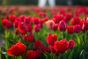 Obraz premium Vibrant Tulips Bloom Under the Warm Sun in a Sprawling Garden During Springtime