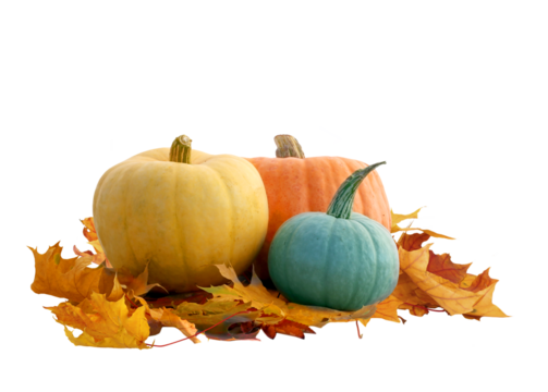 Ripe pumpkins, and maple leaves isolated on white background