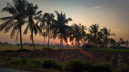 A beautiful morning. The sun has just risen. The orange hues in the distance. Coconut trees line the edge of the rice fields.