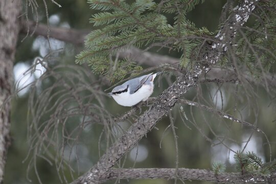 Wild Nuthatch Perched on Conifer Branch in Winter