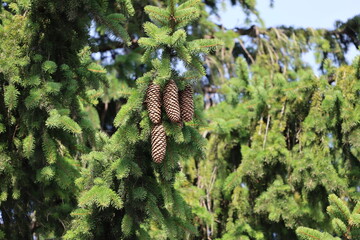 Close-Up of Spruce Branch with Cones