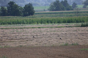Two Black Birds on Wheat Stubble with Cornfield and Trees in Background