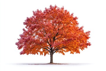 Autumn tree, frost-covered
