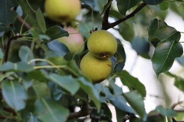 Close Up of Pear Branch with Green Leaves