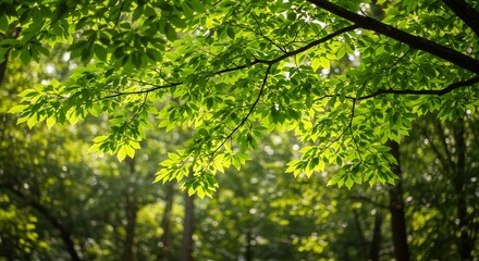 Obraz premium 新緑が輝く木々の枝葉、生命力溢れる自然の光景