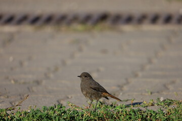 Black Redstart Bird, Known as Common Redstart, Close-Up