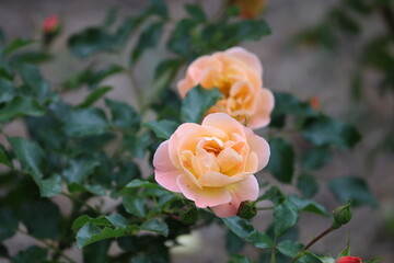 Close Up of PAD Austin Rose with Peach Buds