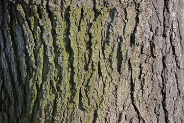 ree bark texture. Tree bark texture. Tree bark background. Tree bark texture. Tree bark texture. Tree bark background.