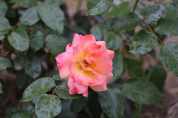 Close Up of Madame Meilland Gloria Day Rose with Water Drops
