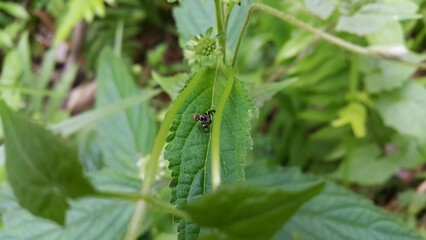 Rhagoletis pomonella, Apple Manggot, fruit fly, Insects perch on plant leaves. Perfect for documentaries about tropical rainforests and World Wildlife Conservation Day on December 4th.

