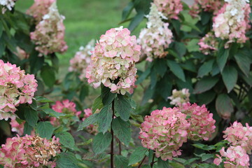 Close Up of Grandiflora Hydrangea Bush
