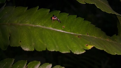 zebra fly, Peacock fly, Rhagoletis pomonella, Apple Manggot, fruit fly. Insects perch on plant leaves. Shot in a tropical rainforest. World Nature Conservation Day on July 28th.