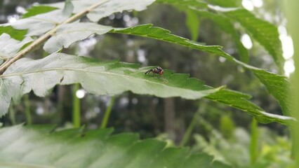 Insects perch on plant leaves. World Environment Day on June 5th. World Wildlife Conservation Day on December 4th. World Nature Conservation Day on July 28th.