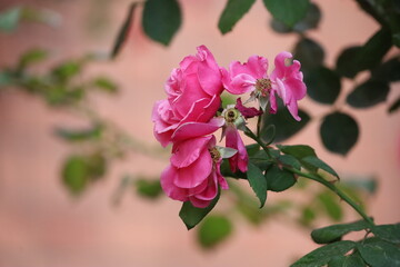Close Up of Bonica 82 Pink Rose with Water Drop