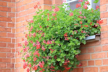 Hanging Pelargonium in a Brick Wall Pot