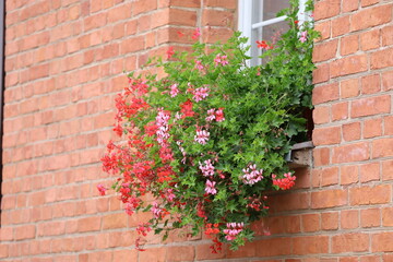 Hanging Pelargonium in a Brick Wall Pot