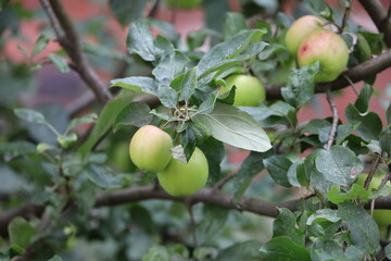 Apple Branch with Fruits and Green Leaves