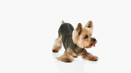 Yorkie dog crouching low on floor with tongue sticking out playfully, showing cheerful personality....