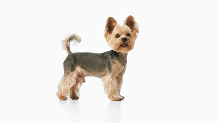 Yorkshire terrier standing on white background looking curious. Concept of domestic pet, canine elegance, breed portrait, loyal companion, and dog lifestyle photography.
